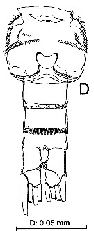Species Stephos vivesi - Plate 2 of morphological figures
