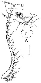 Species Stephos vivesi - Plate 7 of morphological figures