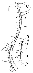 Species Stephos vivesi - Plate 4 of morphological figures