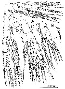 Species Stephos vivesi - Plate 9 of morphological figures