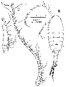Species Stephos margalefi - Plate 3 of morphological figures