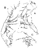 Species Stephos margalefi - Plate 6 of morphological figures