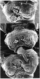 Species Stephos vivesi - Plate 3 of morphological figures