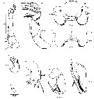 Espèce Triconia umerus - Planche 6 de figures morphologiques