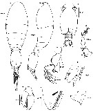 Espèce Triconia umerus - Planche 10 de figures morphologiques
