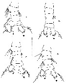 Species Pleuromamma abdominalis - Plate 19 of morphological figures