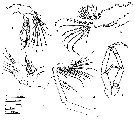 Species Aetideopsis rhinoceros - Plate 6 of morphological figures
