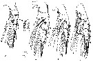 Espèce Aetideopsis browsei - Planche 3 de figures morphologiques