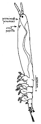 Espèce Cymbasoma janetae - Planche 1 de figures morphologiques