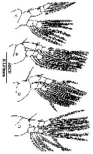 Species Cymbasoma janetae - Plate 3 of morphological figures
