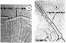 Espèce Cymbasoma janetae - Planche 5 de figures morphologiques