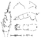 Espèce Euchaeta rimana - Planche 13 de figures morphologiques