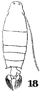 Species Labidocera pavo - Plate 9 of morphological figures