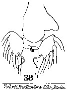Espèce Labidocera pavo - Planche 10 de figures morphologiques