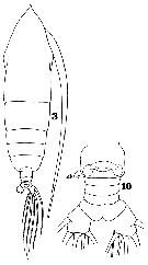 Espèce Haloptilus spiniceps - Planche 11 de figures morphologiques