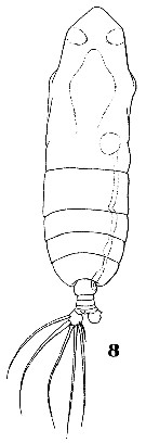 Species Haloptilus spiniceps - Plate 13 of morphological figures
