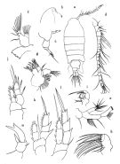 Species Paralabidocera antarctica - Plate 1 of morphological figures