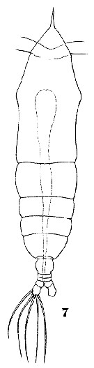 Species Haloptilus oxycephalus - Plate 13 of morphological figures