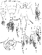 Espèce Acartia (Acanthacartia) sinjiensis - Planche 12 de figures morphologiques