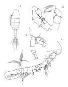 Species Paralabidocera antarctica - Plate 2 of morphological figures