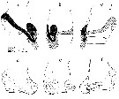 Espèce Euchirella messinensis - Planche 22 de figures morphologiques