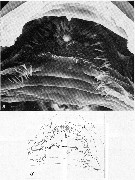 Espèce Euchirella messinensis - Planche 24 de figures morphologiques
