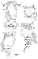 Espèce Euchirella messinensis - Planche 27 de figures morphologiques