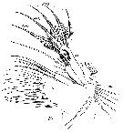 Espèce Euchirella messinensis - Planche 46 de figures morphologiques
