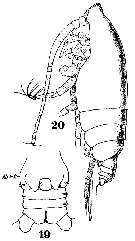 Espèce Euchirella curticauda - Planche 18 de figures morphologiques