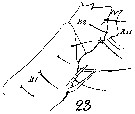 Espèce Euchirella pulchra - Planche 16 de figures morphologiques