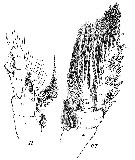 Espèce Euchirella rostrata - Planche 31 de figures morphologiques