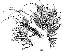 Espèce Euchirella rostrata - Planche 29 de figures morphologiques