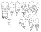 Species Pseudocyclops pumilis - Plate 1 of morphological figures