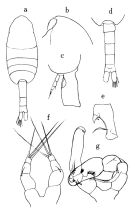 Espèce Metridia curticauda - Planche 1 de figures morphologiques