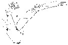 Espèce Euchirella rostrata - Planche 27 de figures morphologiques