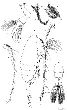 Espèce Undeuchaeta plumosa - Planche 16 de figures morphologiques