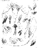 Espèce Euchaeta rimana - Planche 14 de figures morphologiques