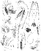 Espèce Heterorhabdus spinifrons - Planche 27 de figures morphologiques