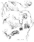 Espèce Haloptilus longicornis - Planche 19 de figures morphologiques
