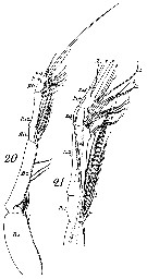 Species Xanthocalanus agilis - Plate 11 of morphological figures