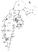 Species Phaenna spinifera - Plate 17 of morphological figures