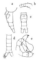 Espèce Pleuromamma indica - Planche 1 de figures morphologiques
