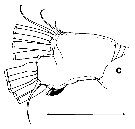 Espèce Euchirella truncata - Planche 21 de figures morphologiques