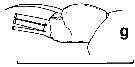 Espèce Euchirella amoena - Planche 16 de figures morphologiques