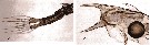 Espèce Labidocera acuta - Planche 23 de figures morphologiques