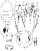 Espèce Pontellopsis scotti - Planche 3 de figures morphologiques