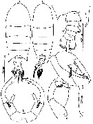 Espèce Pontellopsis regalis - Planche 13 de figures morphologiques