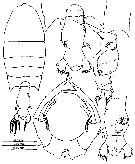 Espèce Pontellopsis herdmani - Planche 4 de figures morphologiques