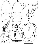 Species Pontellopsis armata - Plate 10 of morphological figures