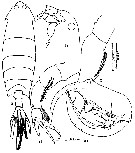 Espèce Pontella tridactyla - Planche 2 de figures morphologiques